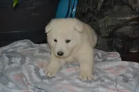 Sasha, a female German Shepherd Dog for sale in Greenwood, WI – Photo 2 of 10