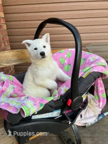 Sasha – German Shepherd Dog puppy for sale in Greenwood, WI