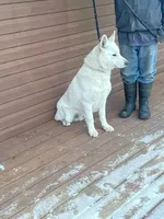 Sasha, a female German Shepherd Dog for sale in Greenwood, WI – Photo 10 of 10