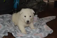 Sasha, a female German Shepherd Dog for sale in Greenwood, WI – Photo 3 of 10