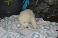 Sasha, a female German Shepherd Dog for sale in Greenwood, WI – Photo 5 of 10