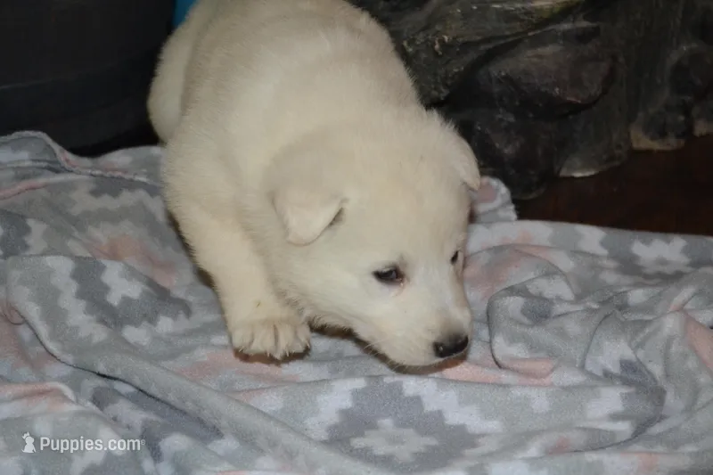 Sasha – German Shepherd Dog puppy for sale in Greenwood, WI