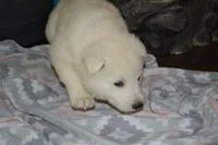 Sasha, a female German Shepherd Dog for sale in Greenwood, WI – Photo 1 of 10