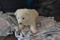 Sasha, a female German Shepherd Dog for sale in Greenwood, WI – Photo 4 of 10