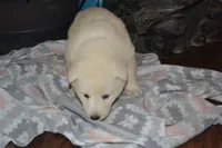 Sasha, a female German Shepherd Dog for sale in Greenwood, WI – Photo 6 of 10