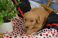 Breeze, a female Golden Retriever for sale in Greenwood, WI – Photo 4 of 6