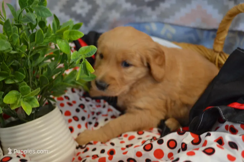 Breeze – Golden Retriever puppy for sale in Greenwood, WI