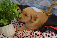 Breeze, a female Golden Retriever for sale in Greenwood, WI – Photo 3 of 6