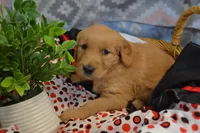Breeze, a female Golden Retriever for sale in Greenwood, WI – Photo 2 of 6