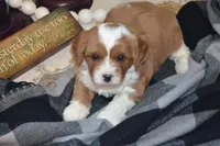 Kenny, a male Cavapoo for sale in Greenwood, WI – 4 of 6