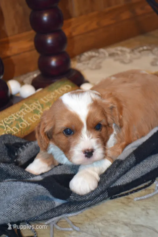 Kenny – Cavapoo puppy for sale in Greenwood, WI