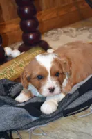 Kenny, a male Cavapoo for sale in Greenwood, WI – 1 of 6