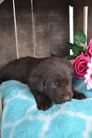Lynsey, a female Labrador Retriever for sale in Greenwood, WI – 2 of 4