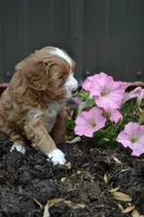 Catelyn, a female Cavapoo and Poodle - Miniature  for sale in Greenwood, WI – 2 of 4