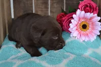 Layna, a female Labrador Retriever for sale in Greenwood, WI – 3 of 3