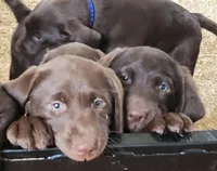 Rascal, a female Labrador Retriever for sale in Greenwood, WI – Photo 8 of 9