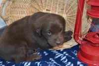 Rascal, a female Labrador Retriever for sale in Greenwood, WI – Photo 3 of 6