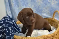 Rascal, a female Labrador Retriever for sale in Greenwood, WI – Photo 4 of 9