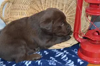 Rascal, a female Labrador Retriever for sale in Greenwood, WI – Photo 2 of 6