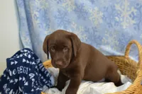 Rascal, a female Labrador Retriever for sale in Greenwood, WI – Photo 2 of 9