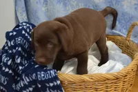 Rascal, a female Labrador Retriever for sale in Greenwood, WI – Photo 3 of 9