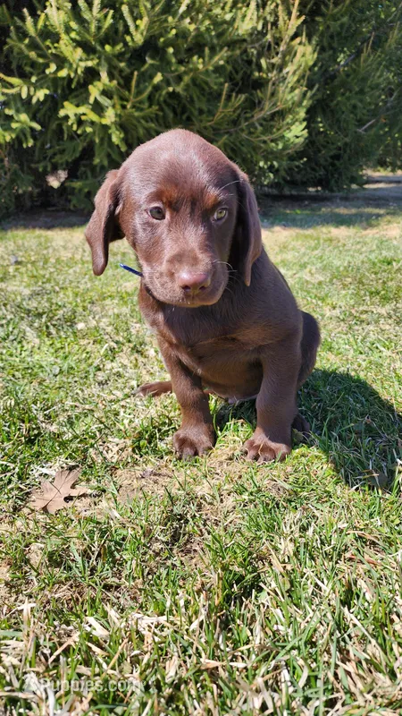Rascal – Labrador Retriever puppy for sale in Greenwood, WI