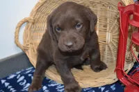 Rascal, a female Labrador Retriever for sale in Greenwood, WI – Photo 5 of 6