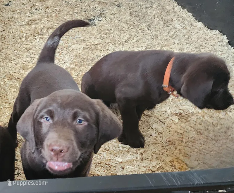 Rascal – Labrador Retriever puppy for sale in Greenwood, WI