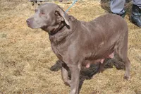 Rascal, a female Labrador Retriever for sale in Greenwood, WI – Photo 7 of 9