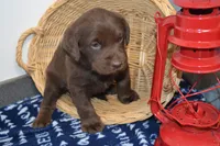 Rascal, a female Labrador Retriever for sale in Greenwood, WI – Photo 4 of 6