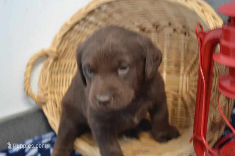 Rascal – Labrador Retriever puppy for sale in Greenwood, WI