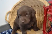 Rascal, a female Labrador Retriever for sale in Greenwood, WI – Photo 1 of 6