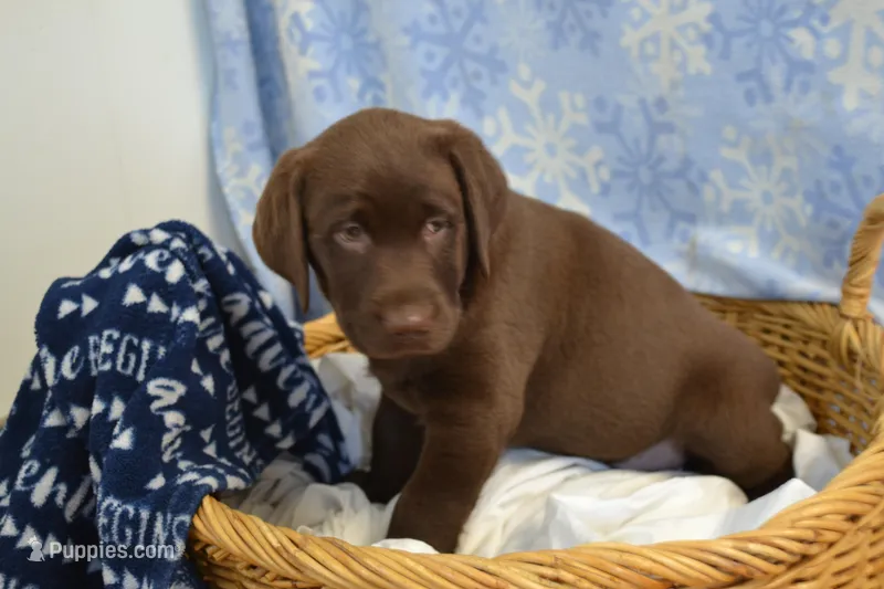Rascal – Labrador Retriever puppy for sale in Greenwood, WI
