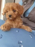 Jemma, a female Cavapoo for sale in Greenwood, WI – 2 of 3