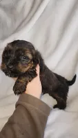 Ashton, a male Yorkipoo for sale in Greenwood, WI – Photo 2 of 6