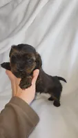 Ashton, a male Yorkipoo for sale in Greenwood, WI – Photo 3 of 6