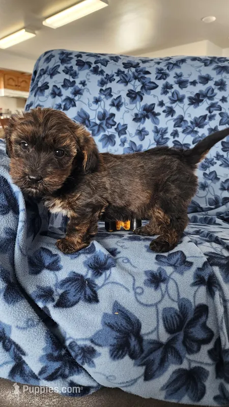 Ashton – Yorkipoo puppy for sale in Greenwood, WI