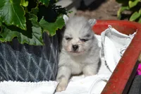 Wynter, a female Pomeranian for sale in Greenwood, WI – 5 of 8