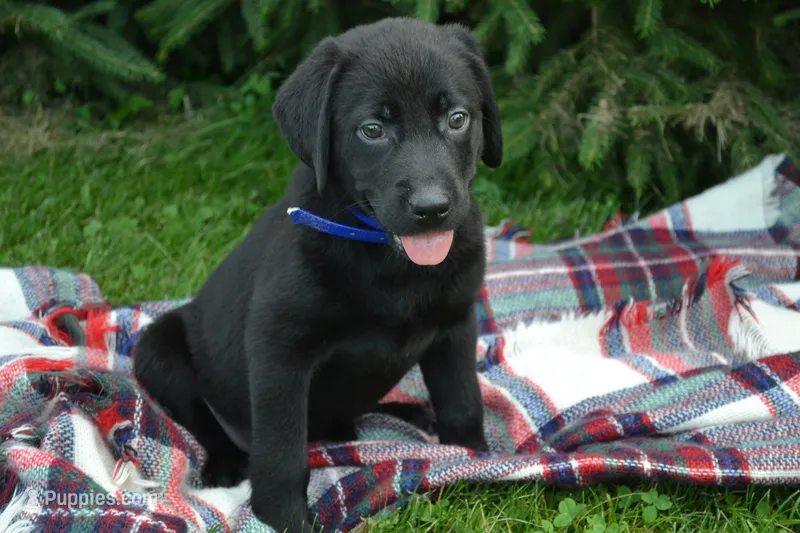 Juniper – Labrador Retriever puppy for sale in Greenwood, WI