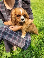 Jace, a male Cavapoo for sale in Greenwood, WI – Photo 6 of 6