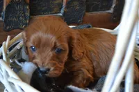 Jace, a male Cavapoo for sale in Greenwood, WI – Photo 1 of 6