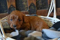Jace, a male Cavapoo for sale in Greenwood, WI – Photo 4 of 6