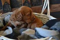 Jace, a male Cavapoo for sale in Greenwood, WI – Photo 2 of 6