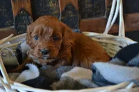 Jace, a male Cavapoo for sale in Greenwood, WI – Photo 3 of 6