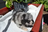 Willow, a female Pomeranian for sale in Greenwood, WI – 5 of 8