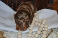 Sugar, a female Dachshund for sale in Greenwood, WI – 4 of 8