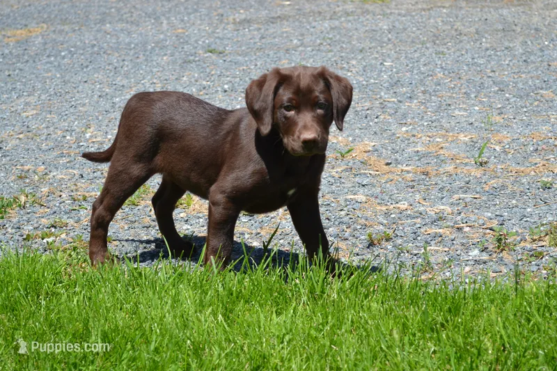 Londa – Labrador Retriever puppy for sale in Greenwood, WI