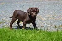 Londa, a female Labrador Retriever for sale in Greenwood, WI – 1 of 5