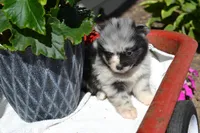 Willow, a female Pomeranian for sale in Greenwood, WI – 2 of 8