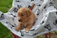 Rover, a male Golden Retriever for sale in Greenwood, WI – 5 of 6